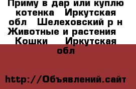 Приму в дар или куплю котенка - Иркутская обл., Шелеховский р-н Животные и растения » Кошки   . Иркутская обл.